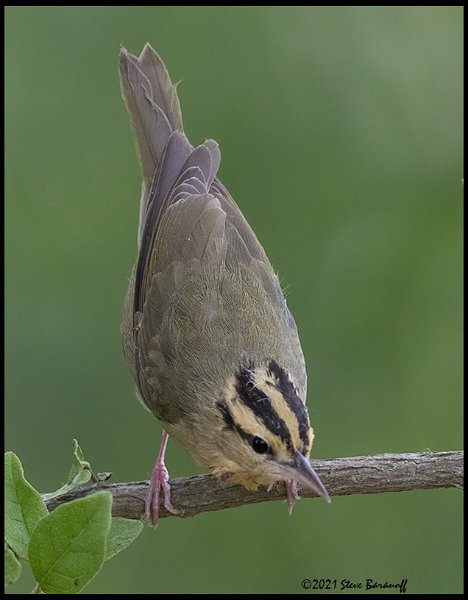 _B215985 worm-eating warbler.jpg